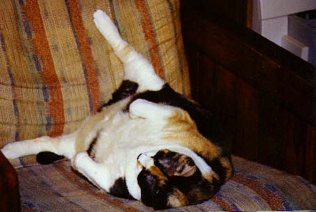 Calico Lee in all her 30 pound glory
